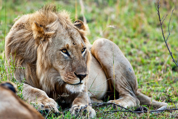 Naklejka na ściany i meble Mężczyzna African Lion w Masai Mara, Kenia