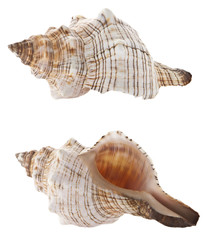 Shells isolated on white background