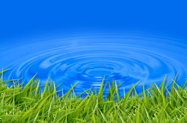 green grass in blue water