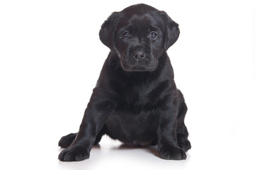 Labrador puppy on white background