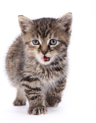 Fototapeta premium Cute kitten over white background