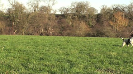 Dog playing and catching toy