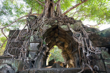 Banyan trees on ruins - 38502582