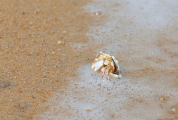 Crab in seashell on the sea beach