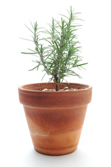 Rosemary in flowerpot