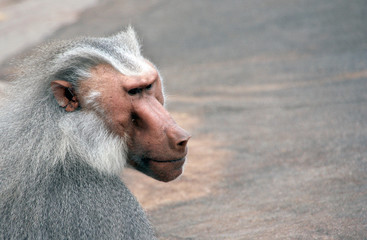 Pavian