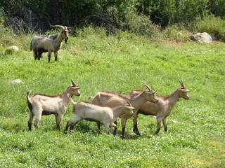 Obraz premium Goats in the nature of the island Lastovo in Croatia