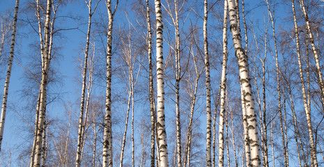Fototapeta premium Forest landscape with white birches over blue sky