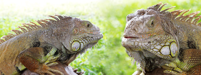 Green Iguana
