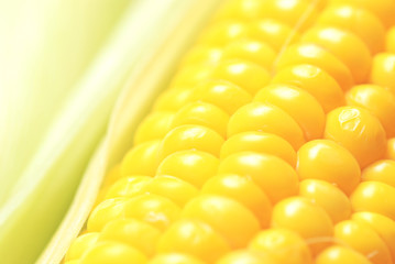 corn close up