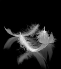 Feathers