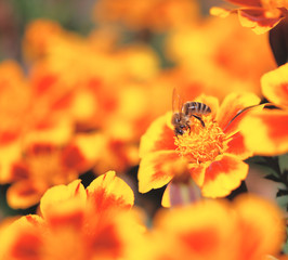 flowe and bee