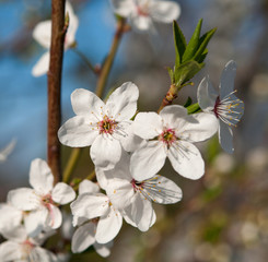 flower in the fruit tree