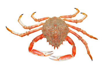 spider crab - 38504340