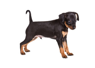 Russian toy terrier on a white background