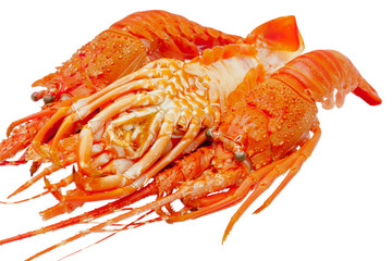 Langouste