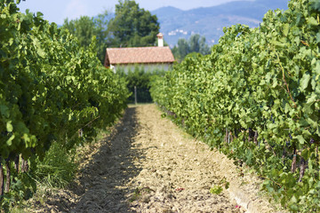 Fototapeta na wymiar winnic Toskanii