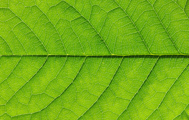 green leaf texture