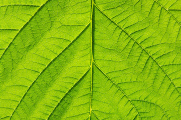 leaf texture