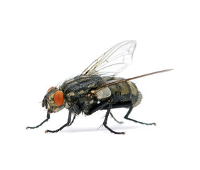 fly on a white