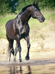 trotting  black horse in water