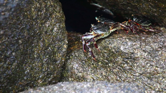 Crabs on the rocks.