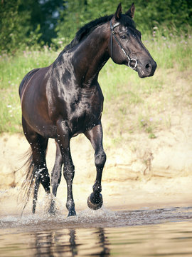 Trotting  Black Horse In Water