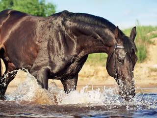 trotting  black stallion in lake