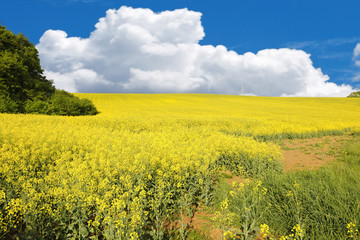 Blossoming rape field in Rouhling