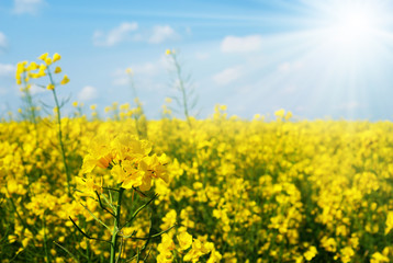 Canola field