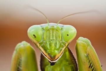 Portrait of a Preying Mantis - 38507362