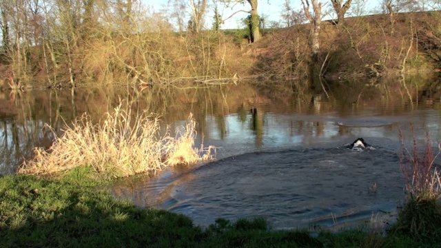 Dog swiiming in the river