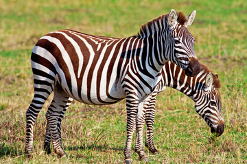 Fototapeta na wymiar Zebry w Masai Mara National Park, Kenia