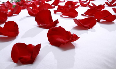 red rose petals on bed
