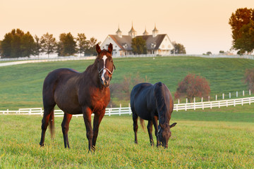 Horse Farm - Powered by Adobe