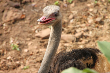 Ostrich