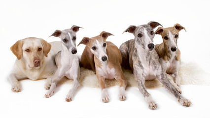 Fünf Hunde in einer Gruppe vor weissem Hintergrund