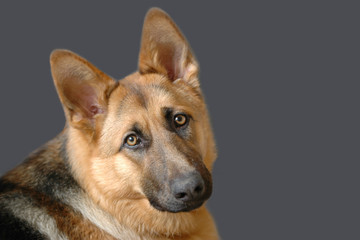 Portrait of young german shepherd
