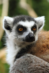 lemur monkey