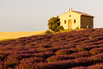 chapel with lavender field, Plateau de Valensole, Provence, Fran