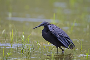 Black heron wading in shallow water; Egretta ardesiaca