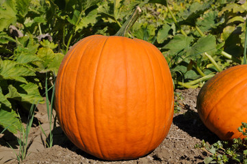 Fototapeta premium Pumpkin Patch for Halloween