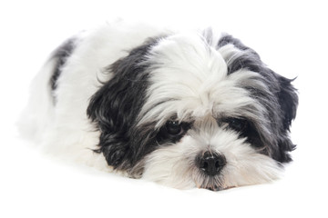 maltheser shi tzu portrait