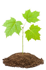 Green sapling of young maple - 38513543