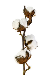 Fleurs de coton 2