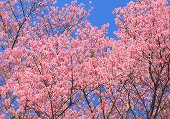 Sakura flowers blooming background.