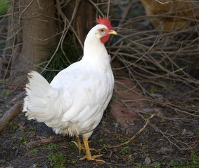 Bright chicken