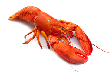 Lobster