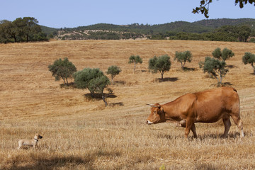 Cow and dog