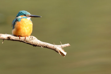 Fototapeta premium 止まり木のカワセミ